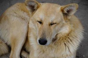 un perro está durmiendo en la mañana foto