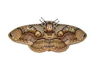 Hawk moth isolated on white background photo