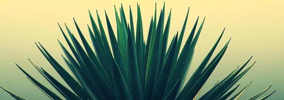 Aloe vera plant nature background photo