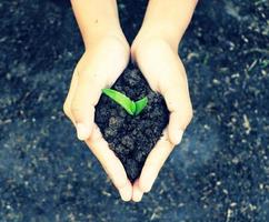 Hands holding seedling plant with soil for planting photo