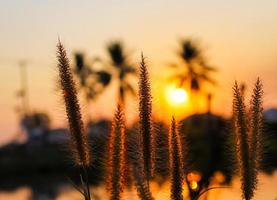 Natural grass flower with sunset background photo