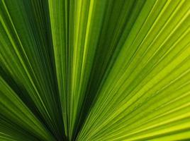 Palm leaf nature background photo