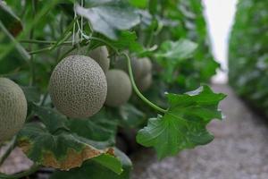 Organic muskmelon farm photo