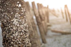 breakwater poles covered by barnacles and algae at the top stand at a North Sea beach where a couple walk by. - Image photo