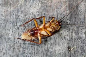 Roaches lie dead on wooden floor, Dead cockroach ,Close up face , Close up roaches photo