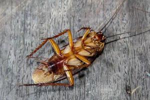 las cucarachas yacen muertas en el suelo de madera, cucaracha muerta, cara de cerca, cucarachas de cerca foto