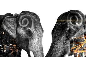 Double Exposure Effect Elephant with elephant and city to use for problems Nomadic elephants for food, elephants begging, elephants have no forest. elephant persecuto photo