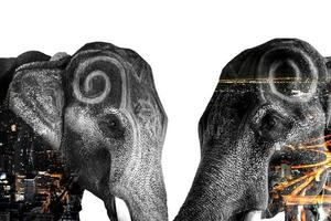 efecto de doble exposición elefante con elefante y ciudad para usar para problemas elefantes nómadas para comida, elefantes mendigando, elefantes no tienen bosque. elefante perseguido foto