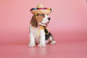 adorable cachorro beagle de un mes de edad sobre fondo rosa. la imagen tiene espacio de copia para publicidad o texto. Los beagles tienen excelentes narices. Los beagles se utilizan en una variedad de procedimientos de investigación. foto