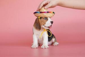 adorable cachorro beagle de un mes de edad sobre fondo rosa. la imagen tiene espacio de copia para publicidad o texto. Los beagles tienen excelentes narices. Los beagles se utilizan en una variedad de procedimientos de investigación.