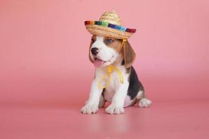 Adorable beagle puppy age one month on Pink background. Picture have copy space for advertisement or text. Beagles have excellent noses. Beagles are used in a range of research procedures. photo