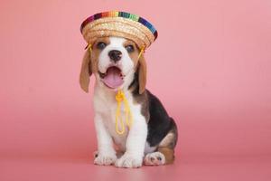 adorable cachorro beagle de un mes de edad sobre fondo rosa. la imagen tiene espacio de copia para publicidad o texto. Los beagles tienen excelentes narices. Los beagles se utilizan en una variedad de procedimientos de investigación. foto