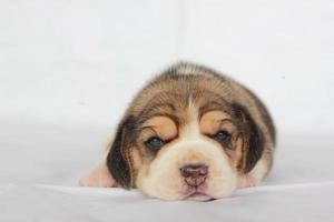 Adorable beagle on white screen. Beagles are used in a range of research procedures. The general appearance of the beagle resembles a miniature Foxhound. Beagles have excellent noses. photo