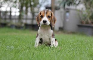 Adorable beagle on summer morning. Beagles are used in a range of research procedures. The general appearance of the beagle resembles a miniature Foxhound. Beagles have excellent noses. photo