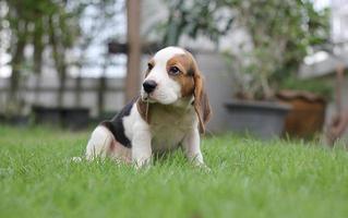 Adorable beagle on summer morning. Beagles are used in a range of research procedures. The general appearance of the beagle resembles a miniature Foxhound. Beagles have excellent noses. photo