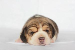 adorable beagle en pantalla blanca. Los beagles se utilizan en una variedad de procedimientos de investigación. la apariencia general del beagle se asemeja a un raposero en miniatura. Los beagles tienen excelentes narices. foto