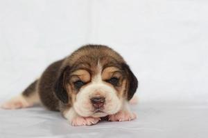 Adorable beagle on white screen. Beagles are used in a range of research procedures. The general appearance of the beagle resembles a miniature Foxhound. Beagles have excellent noses. photo