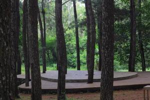 bosque de pinos con sombra foto