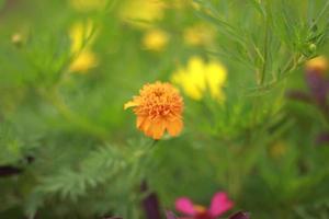 orange flowers in the garden photo