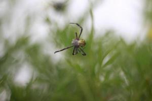 pequeña araña gris foto