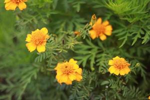 wild flowers in the forest photo