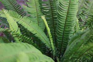 planta silvestre en maceta foto