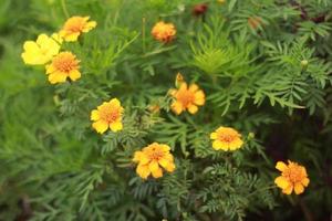 wild flowers in the garden photo