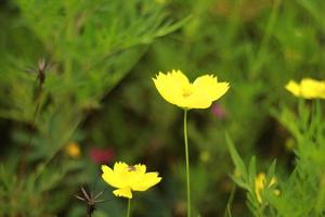 yellow flowers in the garden photo