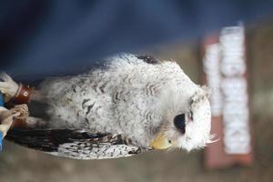 white owl looking sideways photo