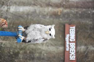 great white owl perched photo