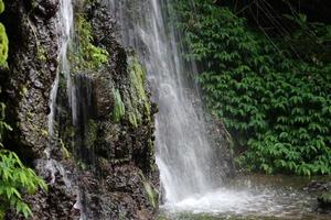 waterfall with plants beside photo