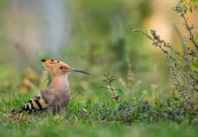 Bird sitting on a branch in the forest photo