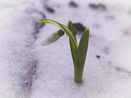 A small, delicate snowdrop flower, bursting out of the snow in March. photo