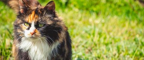 Fluffy domestic cat walks on spring grass.