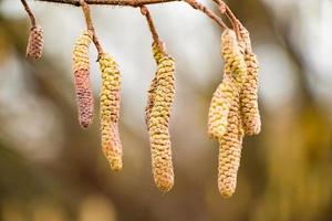 Blossoming hazelnuts in early spring. photo