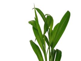 Green leaves isolated on white background photo