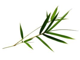 Bamboo leaves Isolated on a white background photo