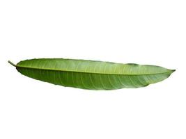 Green plant or green leaf Isolated on white background photo
