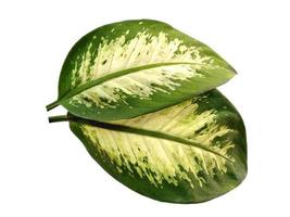 Aglaonema Green leaf on white background photo