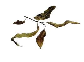 Brown leaf background. Old leaf texture. Dry brown leaves. Old leaf on white background photo