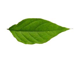 Cananga odorata leaves or plantae leaf Isolated on white background photo