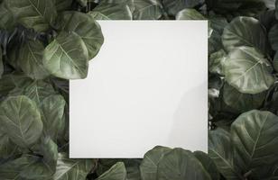 Mock up white paper on Tropical green leaf background.,3d model and illustration.Mock up white paper on Tropical green leaf background.,3d model and illustration. photo