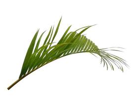 Bamboo palm fresh leaves or palm leaf on white background photo