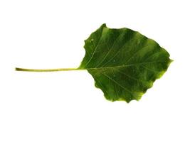Ricinus communis leaf Isolated on white background photo