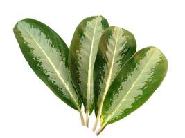 Aglaonema commutatum leaf Isolated on white background photo