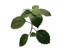 árbol de malvaviscos con hojas verdes sobre fondo blanco foto