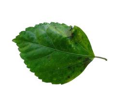 Hibiscus leaf on white background photo