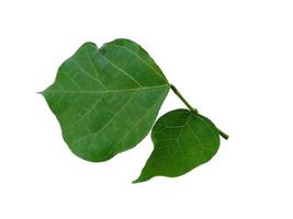 Erythrina variegata tree with green leaves on white background photo