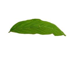 Cananga odorata leaves or plantae leaf Isolated on white background photo