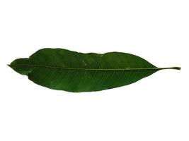 Mangifera indica or mango Green leaf on white background photo